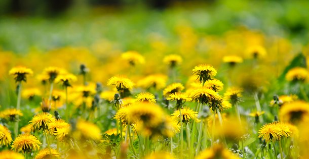 Dandelion field