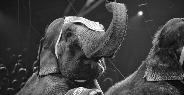 circus elephant