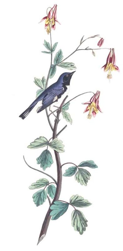 a black-throated blue warbler bird on a tree branch