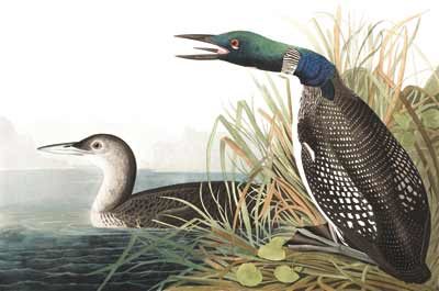 Loons in a lake