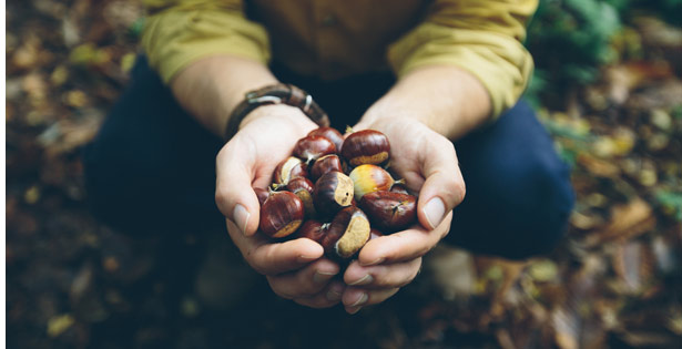 Man holding acorns picked from the forest floor