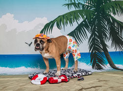 A Dog wearing shorts on a beach