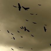 Vultures in flight