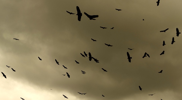Vultures in flight