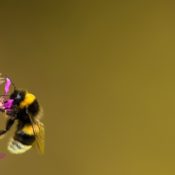 Bumblebee on a flower