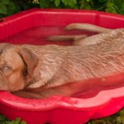 Dog in bath tub