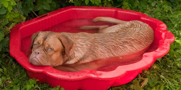 Dog in bath tub