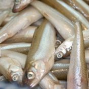 A pile of smelt fish