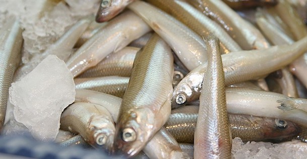 A pile of smelt fish