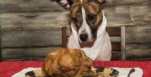 Dog looking at cooked turkey