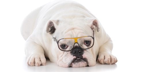 A Dog with glasses
