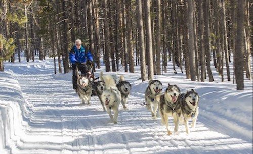 Man riding a dogsled