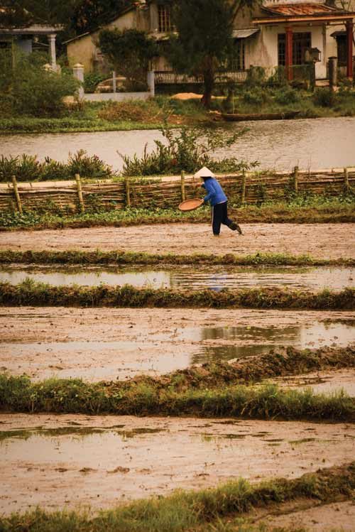 Farmer in a rice paddy