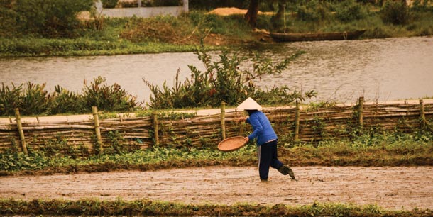Rice farmer in a paddy
