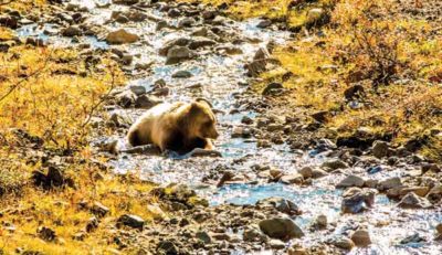 Grizzly bear in a river fishing