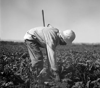 Japanese-American working in a field