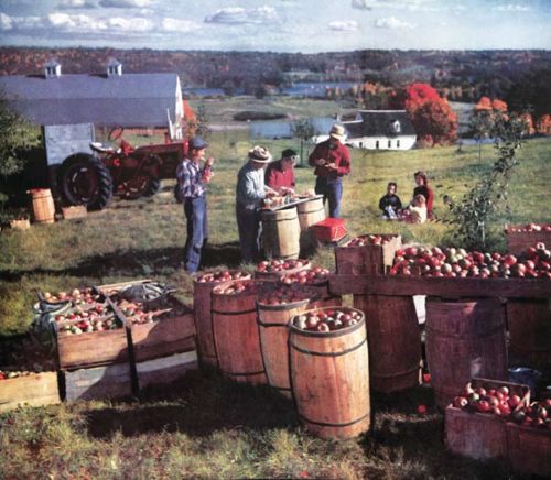 Farmers and their families picnic near an apple harvest