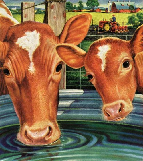 Cows drinking water