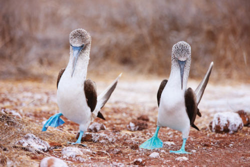 Blue-footed boobie birds