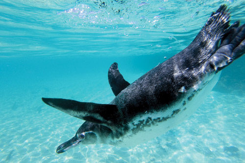 Penguin swims along the sea bottom