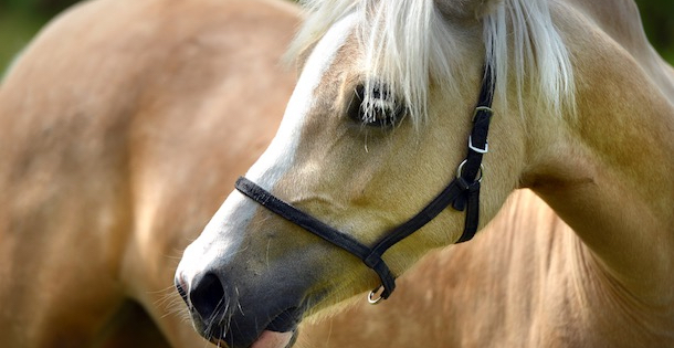 Close-up of a horse