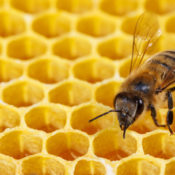 Honeybee on a honeycomb