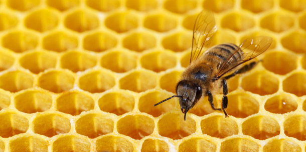 Honeybee on a honeycomb