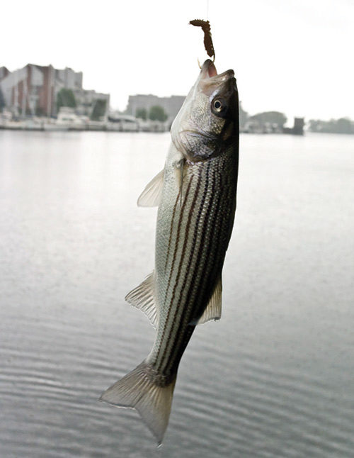 Fish on a hook