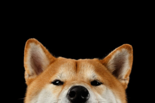Closeup of a Shiba dog