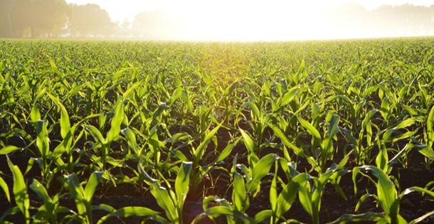 A cornfield
