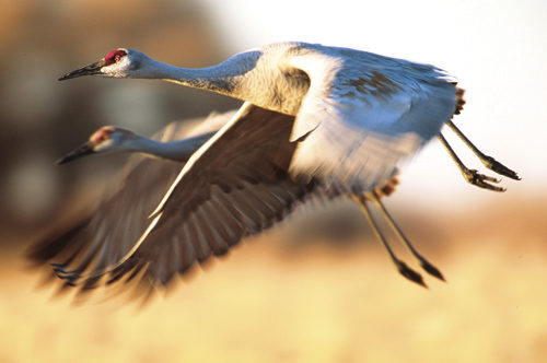 Cranes in flight