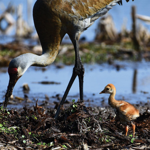Crane and their chick