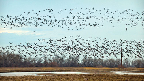 Sandhill cranes at Rowe Sanctuary and surrounding area.
