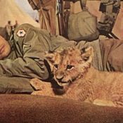 U.S. WWII soldier sleeps next to a tiger cub.