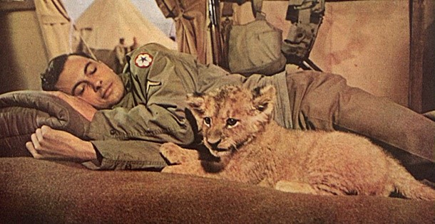 U.S. WWII soldier sleeps next to a tiger cub.