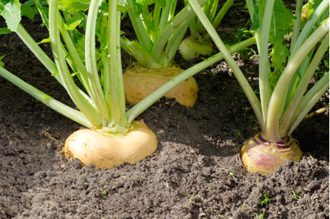 Turnips sprouting out of the soil.