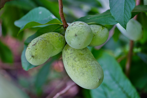 Pawpaw fruit on a tree branch,