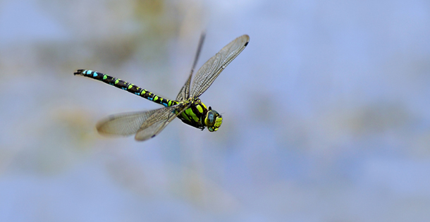 Dragonfly in fllght