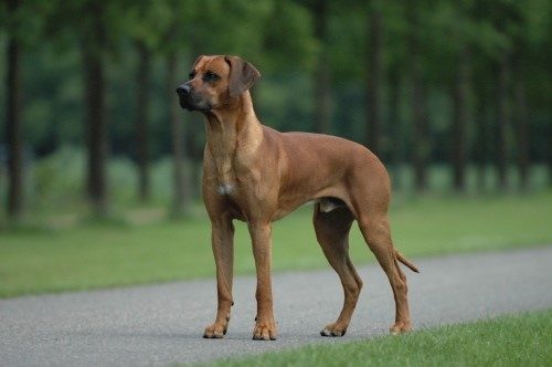 A Rhodesian Ridgeback