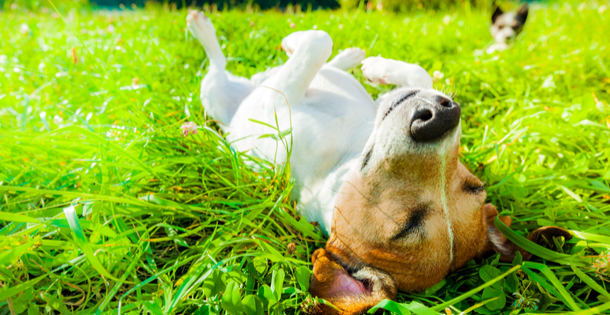 Dog laying in grass.