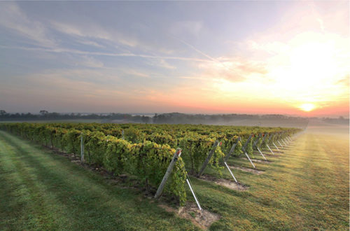 A vinyard at sunset