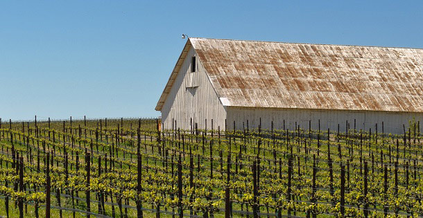 A farmhouse in a vineyard