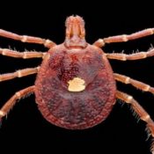 Closeup of a tick