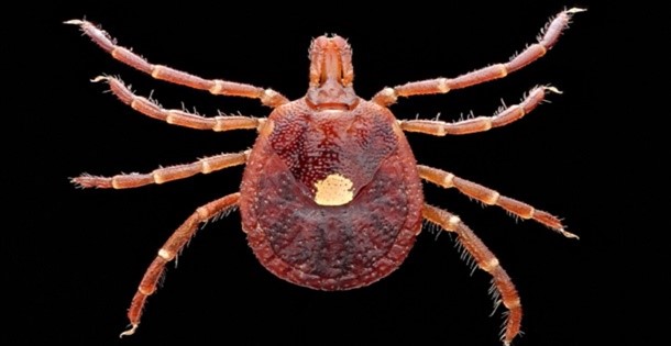 Closeup of a tick