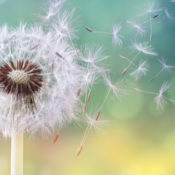 A dandelion's seeds being blown off its stem.