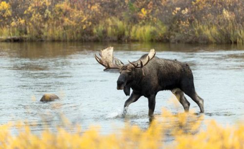 Moose trotting through a narrow stream