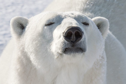 Close-up of polar bear and his nose.