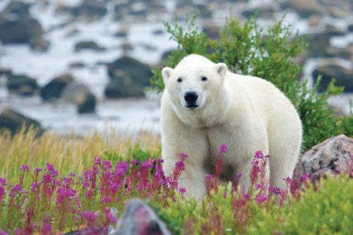 Polar bear in a grassy, flowery field.