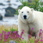 Polar bear in a grassy, flowery field.