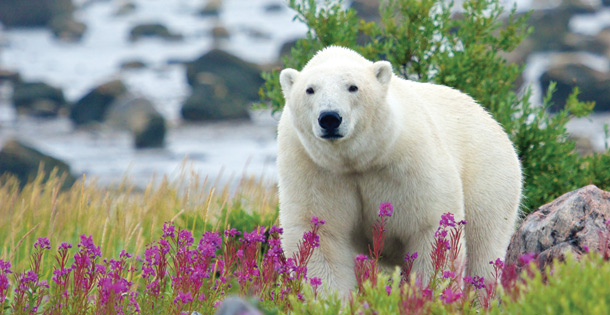 Polar bear in a grassy, flowery field.